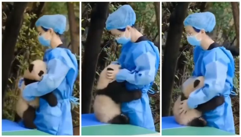 video of a baby panda asking its Caretaker for a hug has gone viral bkg 