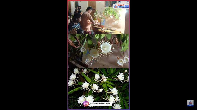 a young couple pray for brahma kamalam flower in coimbatore