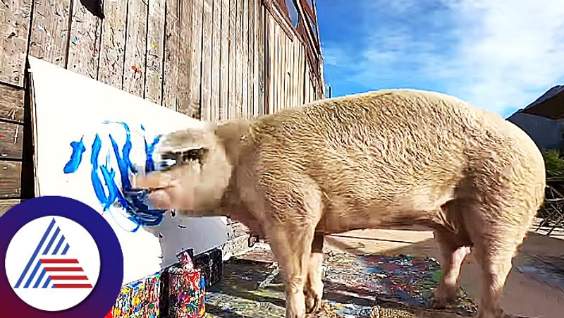 Porker Pigcasso Makes One Million Painting Also Earn Crore Rupees See Viral Video roo