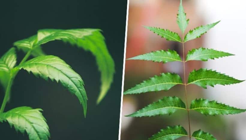 Immunity booster to anti parasitic properties: 5 medicinal benefits of Neem