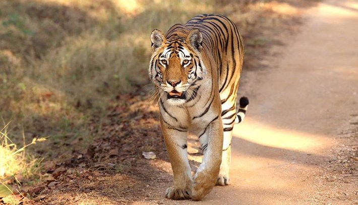 Cow Dies Due to Tiger Attack at Gundlupete in Chamarajanagara grg