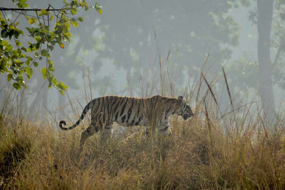 5 must visit National Parks in India for Tiger sighting mis