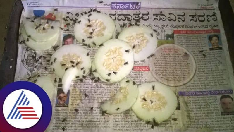 Increasing houseflies due to poultry farms in hebbal village at davanagere rav