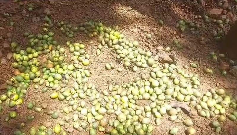 Nut Growers Faces Problems due to Rain in Uttara Kannada grg