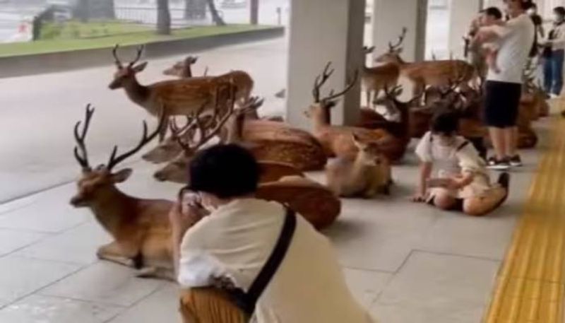 deer and human under same shelter in rain rlp