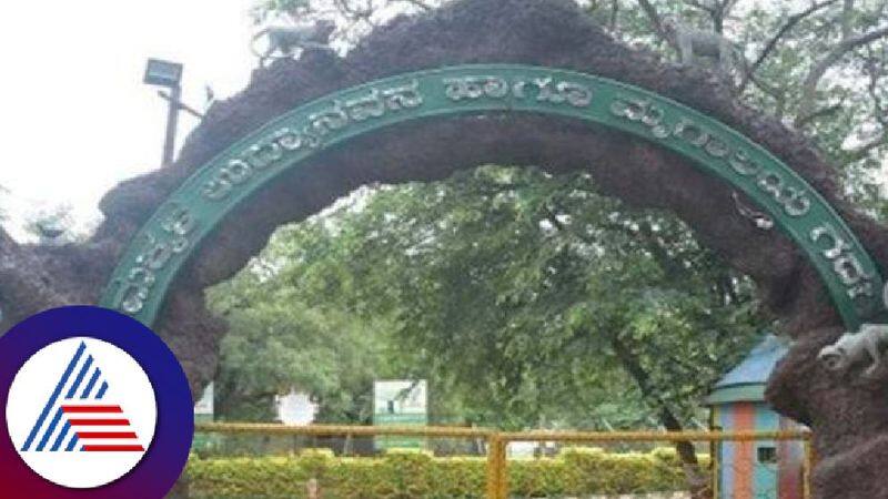 Giraffe  Zebra  Elephant soon to arrive at Binkadakatti Zoo Gadag rav