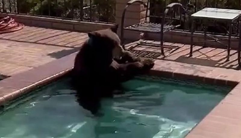 WATCH Black bear takes a dip in backyard pool to beat the heat in US; video goes viral snt