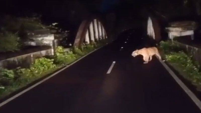 Passerby took video of tiger which roam on theppakkadu national highways mudumalai tiger reserve