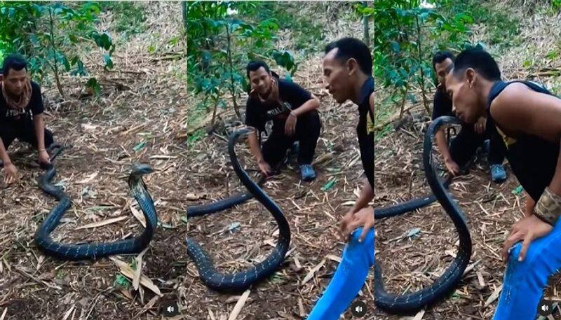 Youngsters Games with King Cobra, Confused and escaping from bites Video Viral - bsb