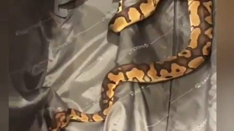 47 types of smuggled rare species snakes and lizards seized by customs officers in trichy airport