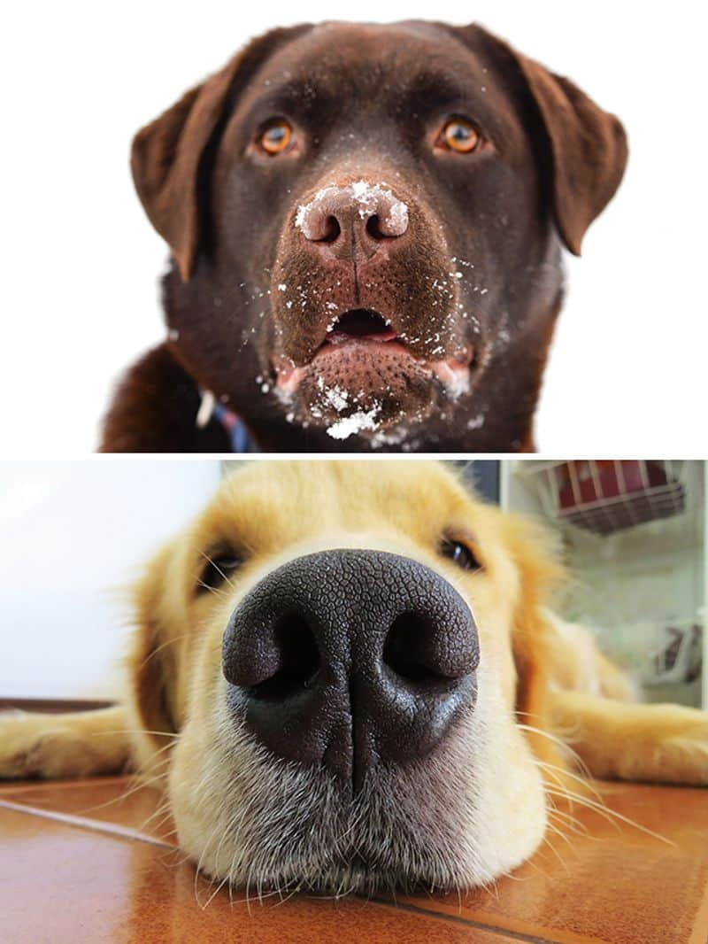 Golden Retriever to Labrador-7 Dog Breeds with Big Appetites RBA