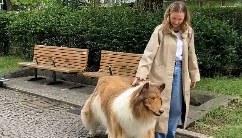 Japanese man who transformed into a dog with Rs 12 lakh collie costume takes his 1st walk in public (WATCH) snt