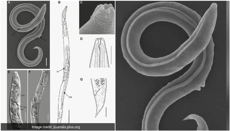 roundworm that has been stuck deep in Siberian permafrost for 46000 years brought back to life started having babies etj