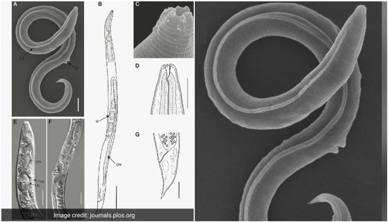 Scientists Revive 46 000 Year Old Worm from Siberian Permafrost, says report prm 