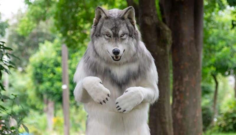 japan man transformed himself into a wolf hyp