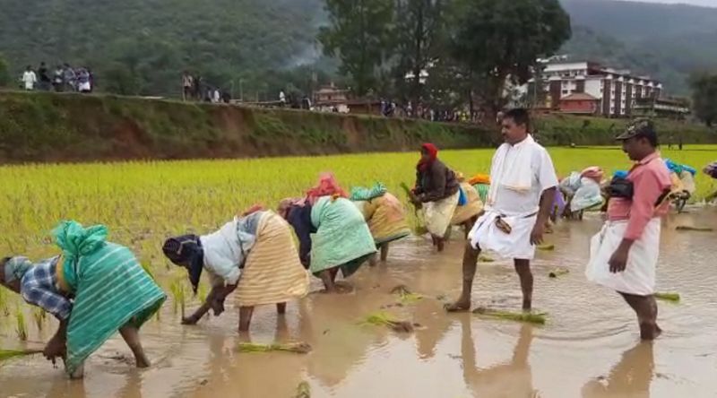 chikkamagaluru farmers who planted paddy in traditional style gvd