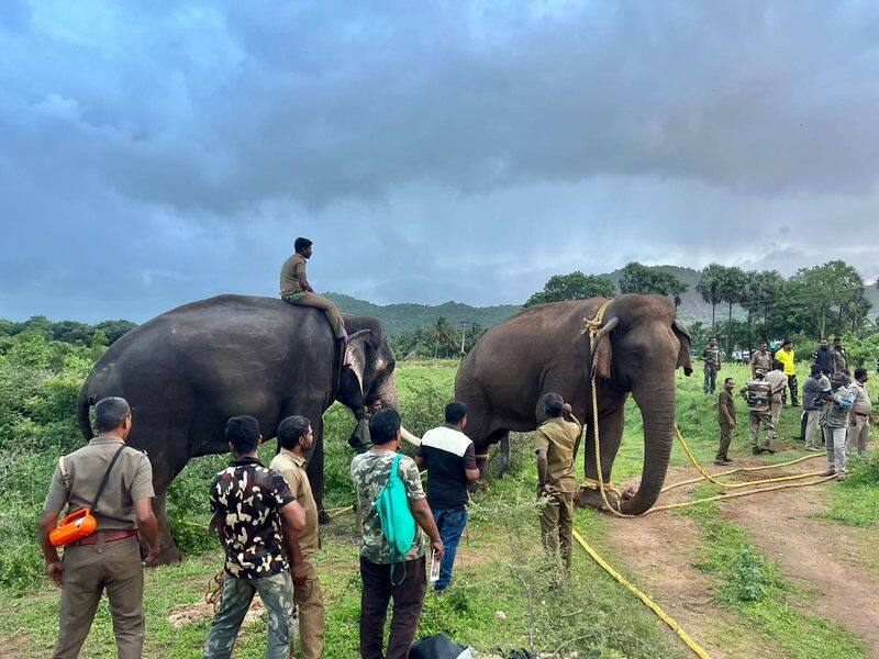 forest officers continuously track makna elephant activities through drone camera in pollachi