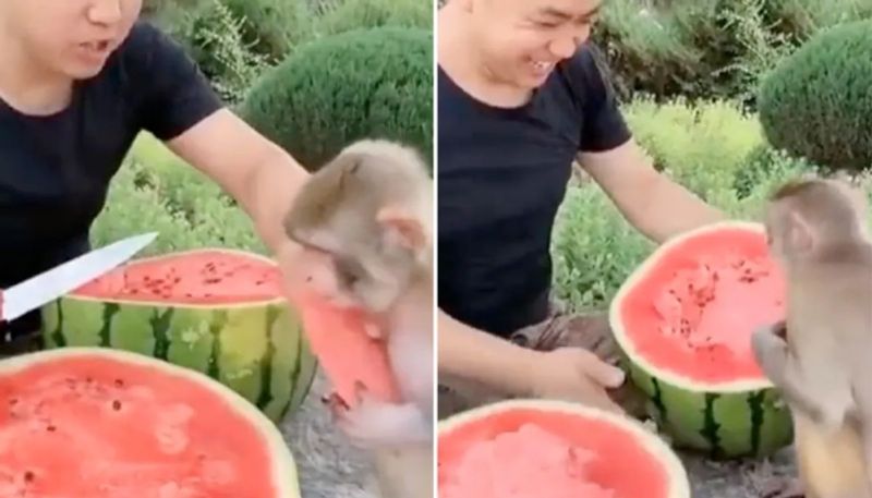 man eating watermelon with monkey the video going viral hyp