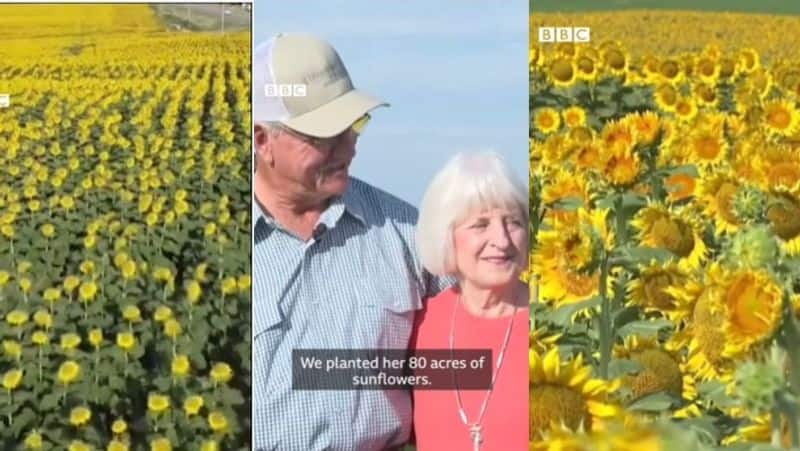 US farmer surprised wife in their 50th wedding anniversary buy grewing her favourite sunflowers in 80 acres akb