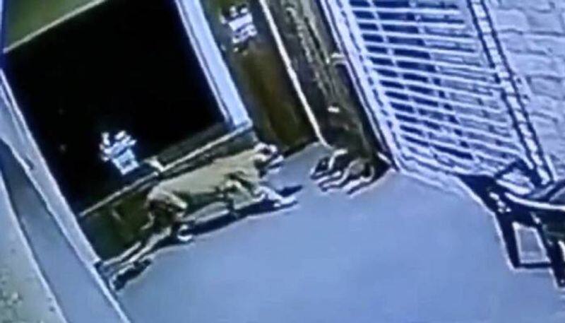 tiger attacking dog in a housing society rlp