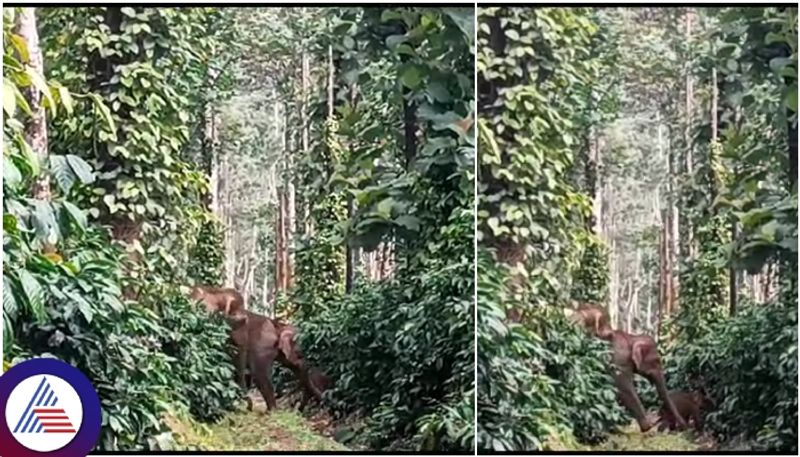 Chikkamagaluru 16 elephants encamped in coffee estate Mudigere farmers fear for their lives sat