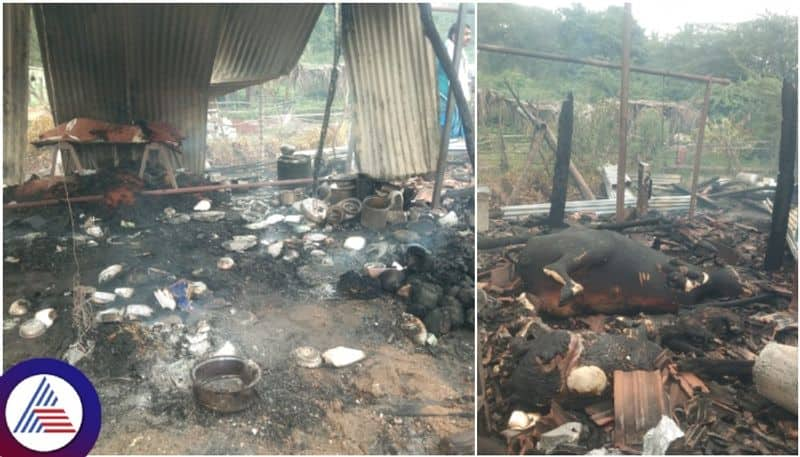 Chikkamagaluru 16 elephants encamped in coffee estate Mudigere farmers fear for their lives sat