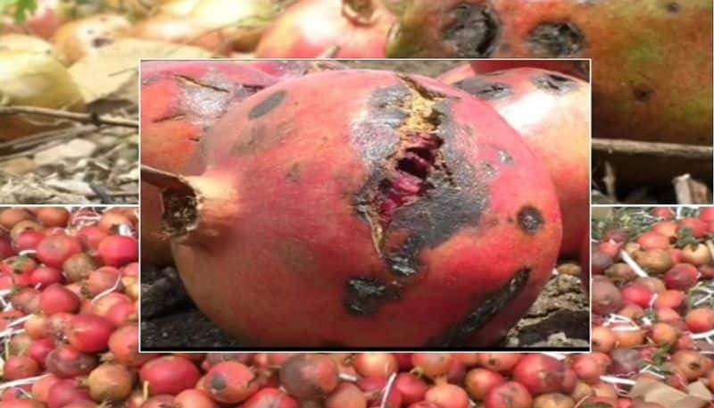 Farmers Faces Problems For Disease to Pomegranate Crop in Vijayapura grg