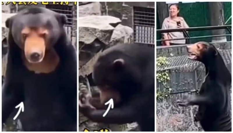 Netizens clashed on a viral video of Hangzhou Zoo bear Angela bkg 