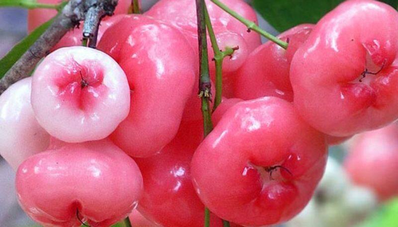 benefits of eating rose apple azn 