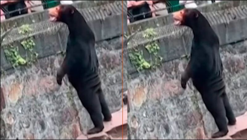 Nothing is impossible in China Video of a bear that walks like a human goes viral akb