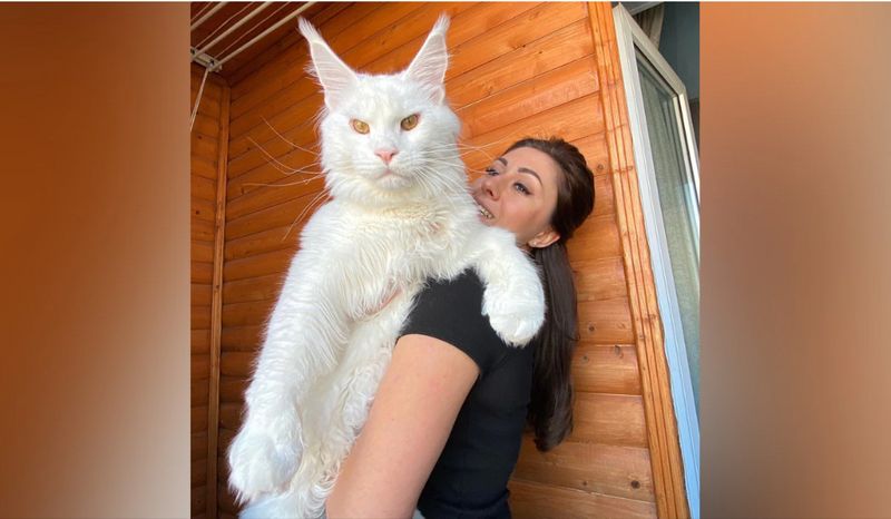 WATCH Gigantic Russian cat as tall as a 4-year-old child captivates social media with its size and charm snt