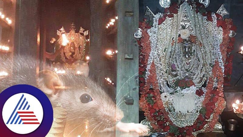 Rat problem in home, give harake in Udupis Madambu Ganapathi temple Vin 