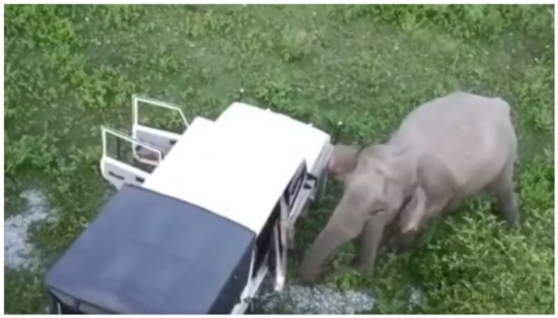 elephant closed the door of the forest guards vehicle bkg 