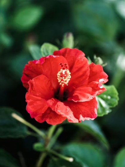 Hibiscus
