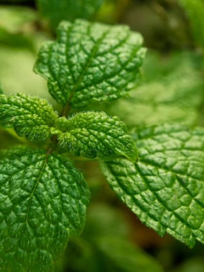 Peppermint