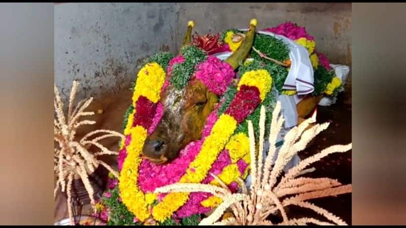 Jallikattu bull died while illness in Madurai