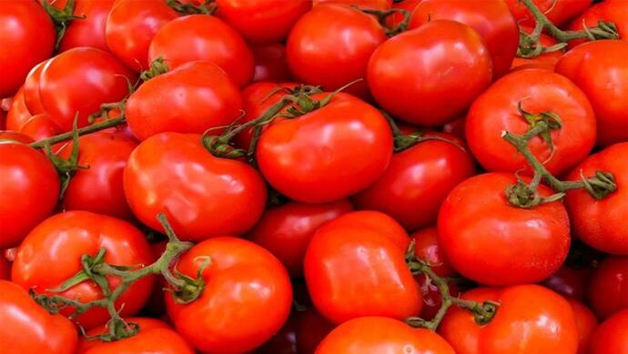 Tomato price today 