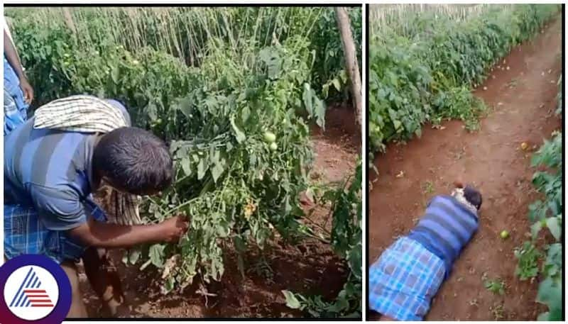 Chamarajanagar farmer manjunatha growing tomato plants miscreants cut down sat