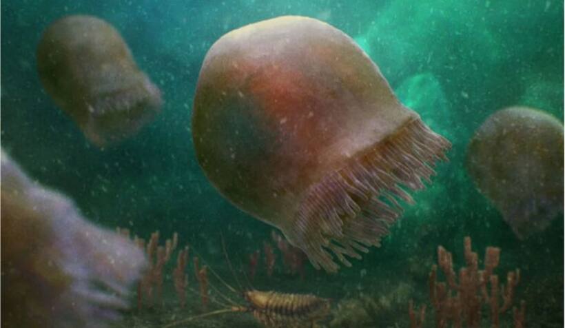Glimpse into ancient marine life: 505-million-year-old jellyfish fossil unearthed in Canada