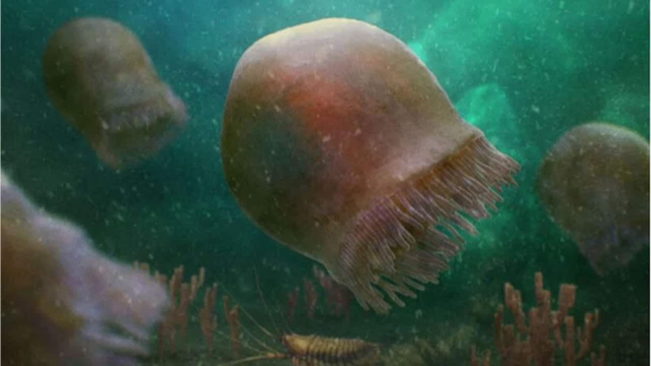Glimpse into ancient marine life: 505-million-year-old jellyfish fossil unearthed in Canada
