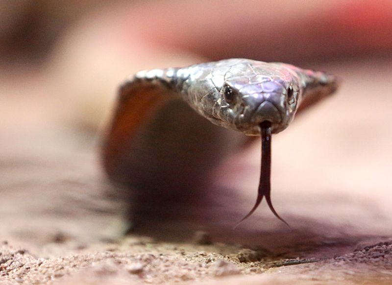 police officer gets snake bite during morning walk 