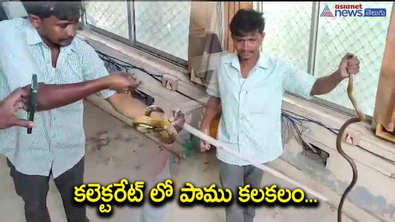 Snake enter into Krishna district collectorate AKP VJA