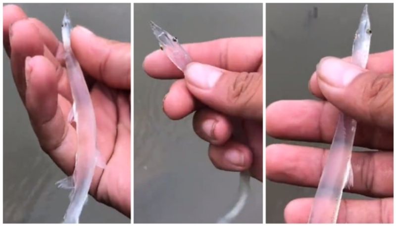 video of Transparent Fish is viral bkg