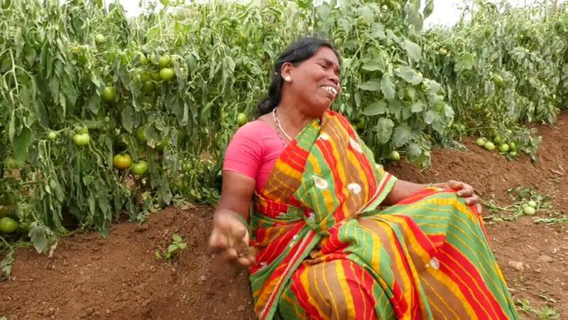 miscreants destroyed tomato crop in kebbepur village at chamarajanagar gvd