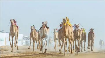  Feeding Live Snakes to Camels: Controversial practice raises ethical and scientific concerns NTI