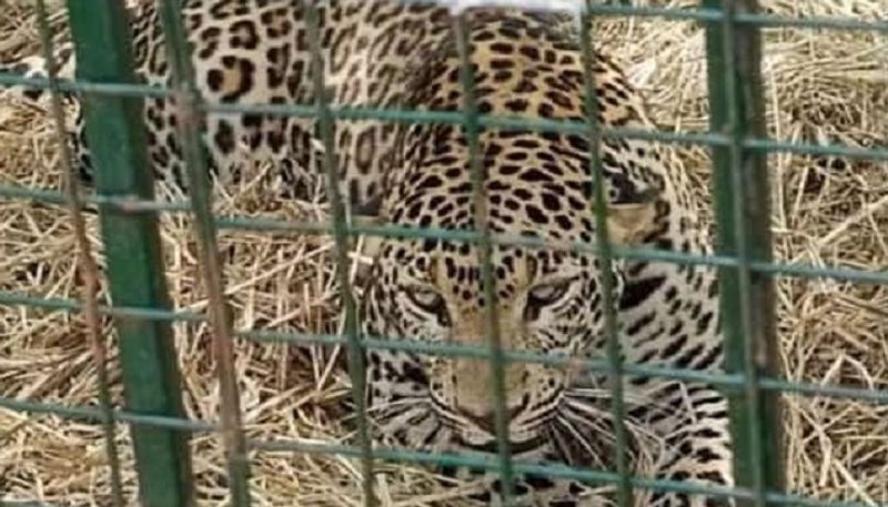 A leopard came to eat chicken and was captured at hassan gvd