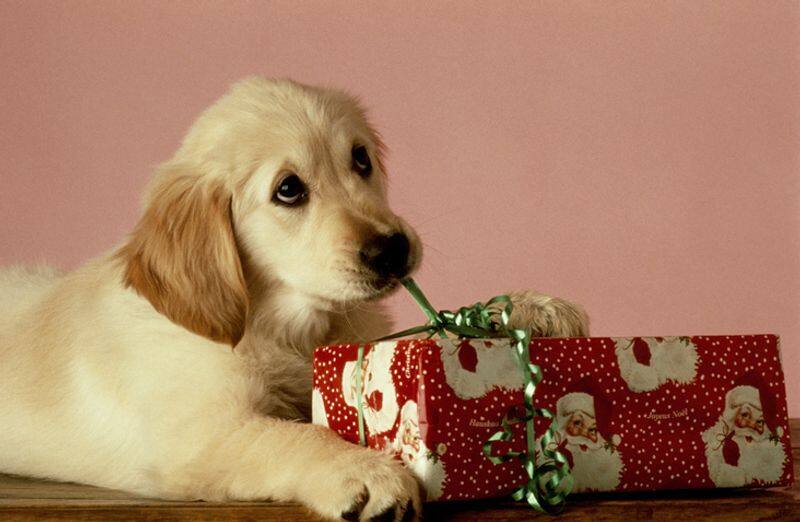 Here are 7 best things to gift your pet dog ADC EIA 