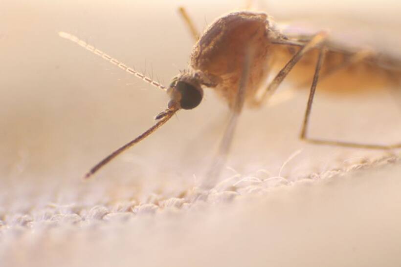 Here is everything  that you need to know about Dengue