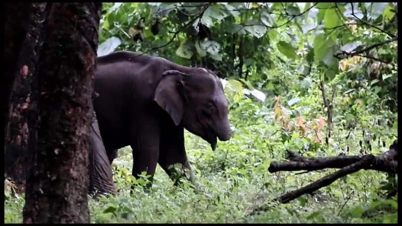 an infant elephant found without trunk in athirappilly forest