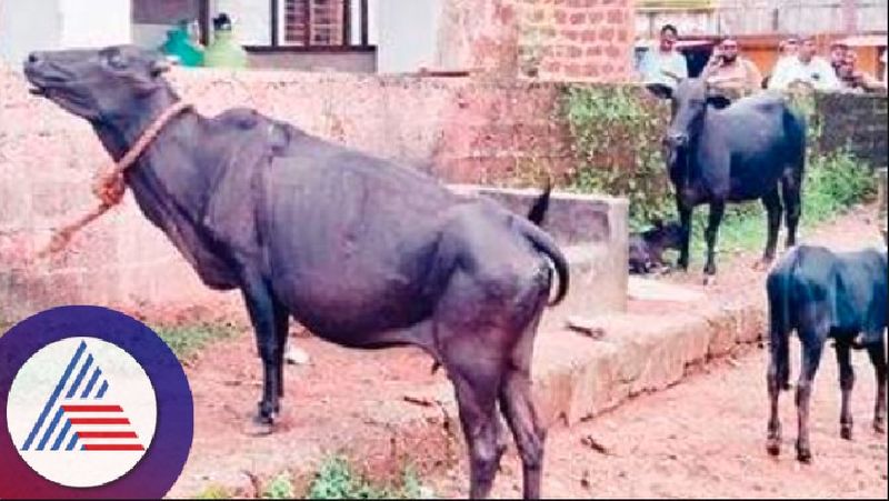 Rabies infected cow attacks people in ankola at uttarakannada rav